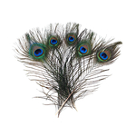 plumes de paon naturelle décoration