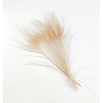 plume de paon ivoire pour décoration