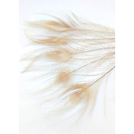 plume de paon ivoire