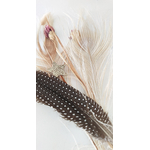plume paon pintade