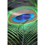 Plume De Paon Vert Et Brun