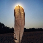plume oie et soleil