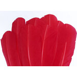 plume palette de dinde grande rouge