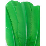 plume palette de dinde grande rigide vert