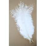 plume autruche spadone grande blanc
