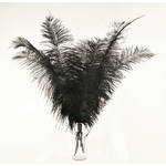 plume autruche spadone grande noir