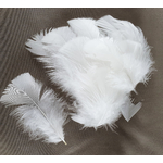 plume de dinde petite coquille duveteuse blanche