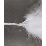 7703-62c-plume