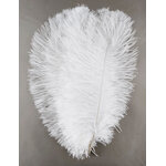 plume autruche souple blanc belle
