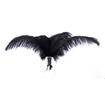 plume autruche souple noir de qualité