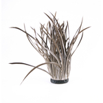 frange plume biot doie naturel gris