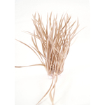 frange plume biot d'oie sable raide