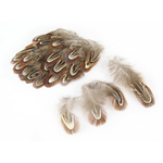 plume de faisan commun de qualite naturel