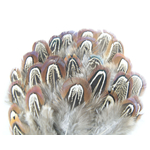 plume de faisan commun naturel