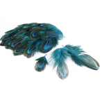 plume de faisan commun legere turquoise