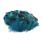 plume de faisan commun bleu turquoise