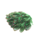 plume de faisan commun vert