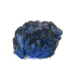 plume de faisan commun de qualite bleu