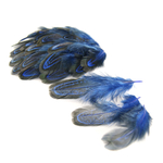 plume de faisan commun legere bleu