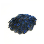 plume de faisan commun bleu