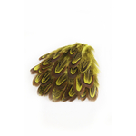 plume de faisan commun jaune