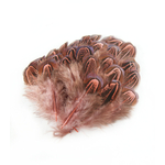 plume de faisan commun legere rose indien