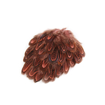 plume de faisan commun rose indien