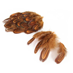 plume de faisan commun orange