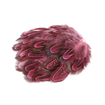 plume de faisan commun legere corail