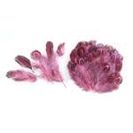 plume de faisan commun rose corail