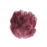 plume de faisan commun corail