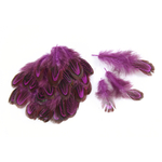plume de faisan commun legere fushia