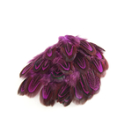 plume de faisan commun rose fushia