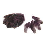 plume de faisan commun prune