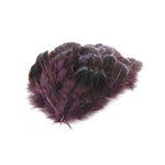plume de faisan commun prune fonce