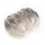 plume de pintade naturel