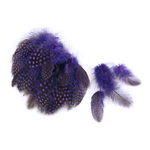plume de pintade violet iris