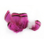 plume de perdrix fushia