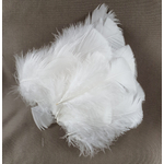 plume duveteuse dinde petite coquille blanc