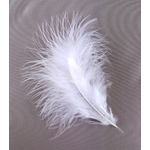 plume dinde marabout blanc