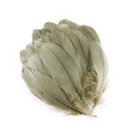 plume nageoire doie grande kaki