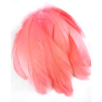 plume nageoire doie crevette