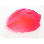 plume nageoire doie corail fluo
