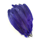 plume nageoire doie grande violet irise