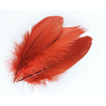 plume nageoire doie grande rouille
