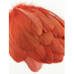 plume nageoire doie rouille