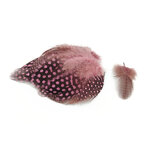 plume de pintade legere rose buvard