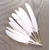 plume palette d'oie petite blanc