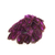 plume de faisan commun rose fushia