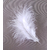 plume dinde marabout blanc